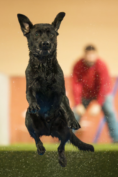 Dog jumping at an athletic event