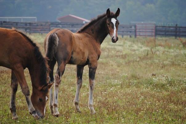 2 foals in a field