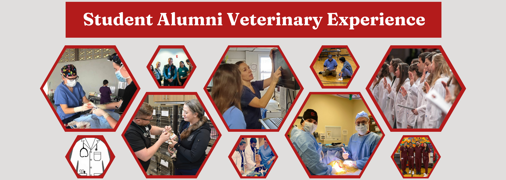 Student Alumni Veterinary Experience Banner