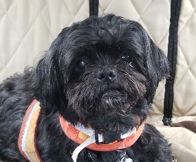 A small black dog seated on a brown couch