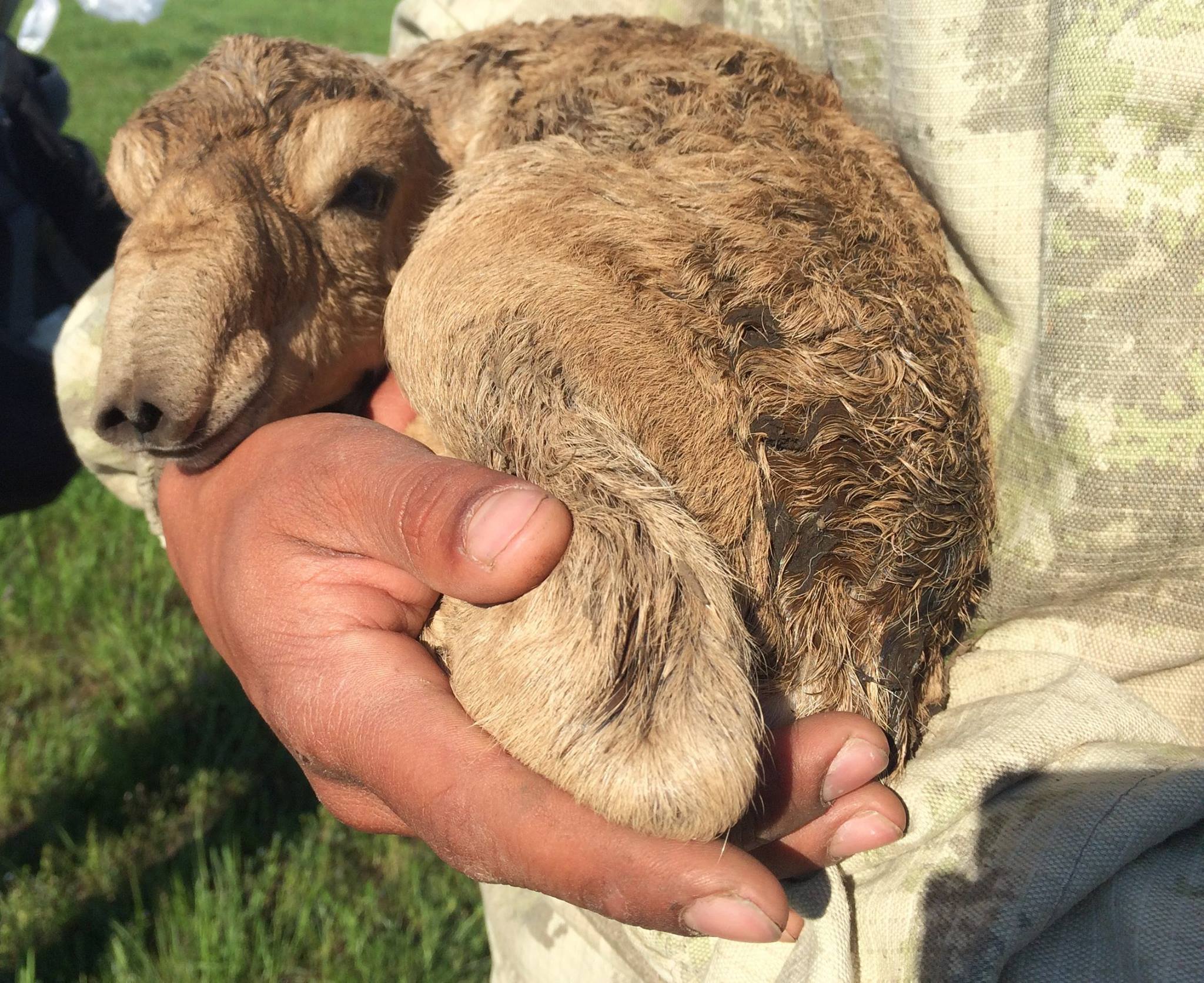 Saiga antelope calf