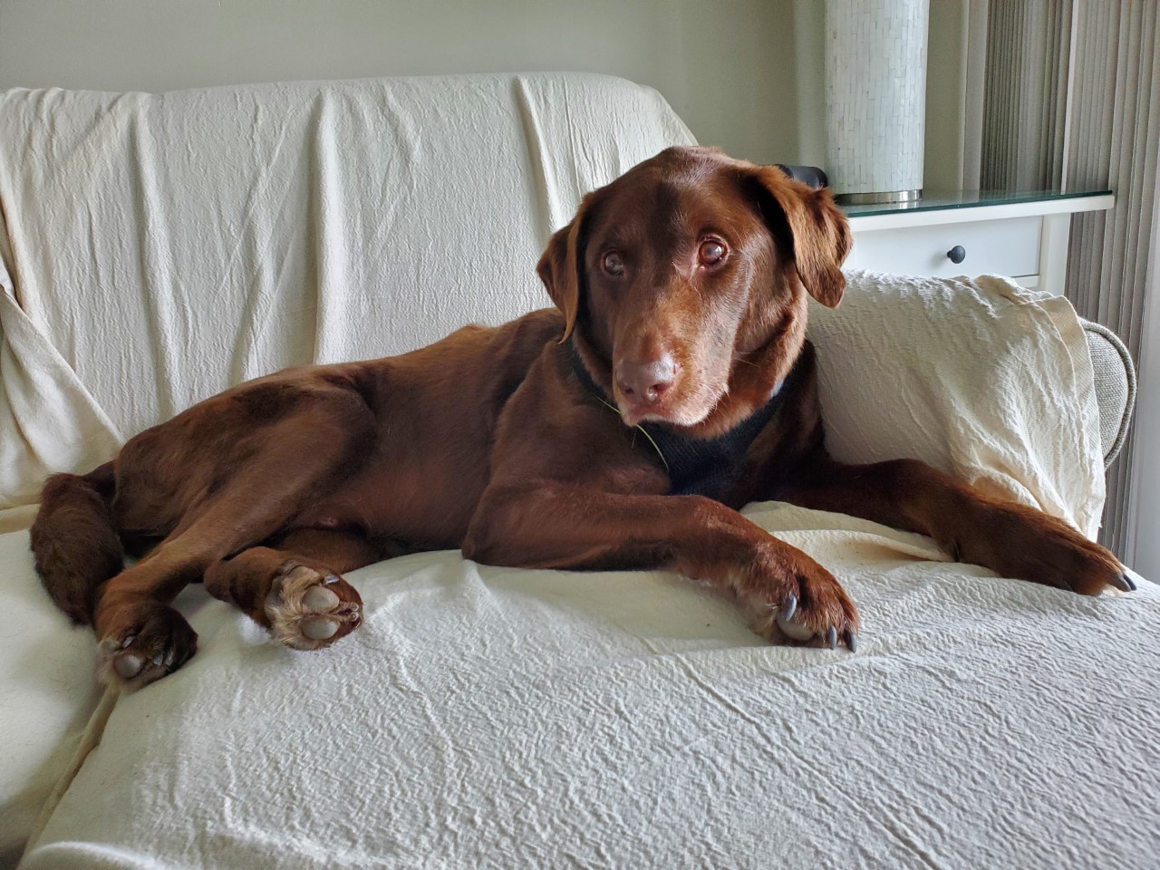 a chocolate lab mix laying on a couch