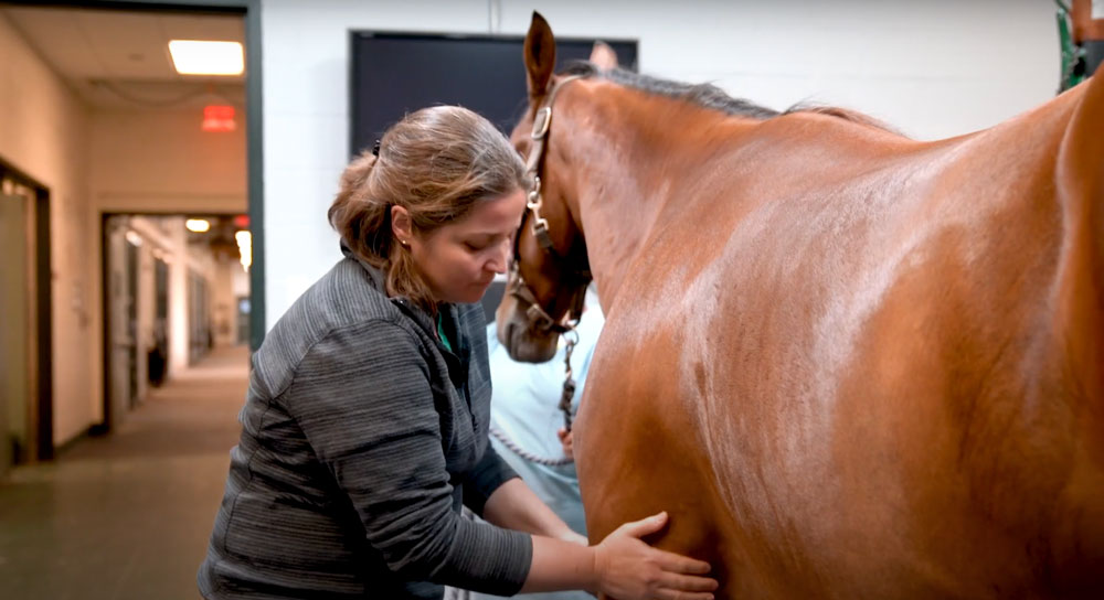Michelle Delco examines a horse inside the Cornell animal hospital