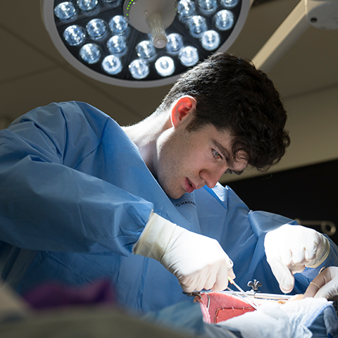 Student performing surgery