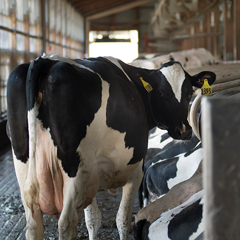 Cow in barn