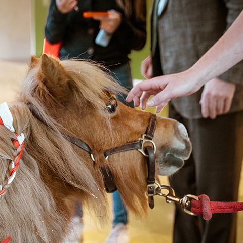 People petting a small horse