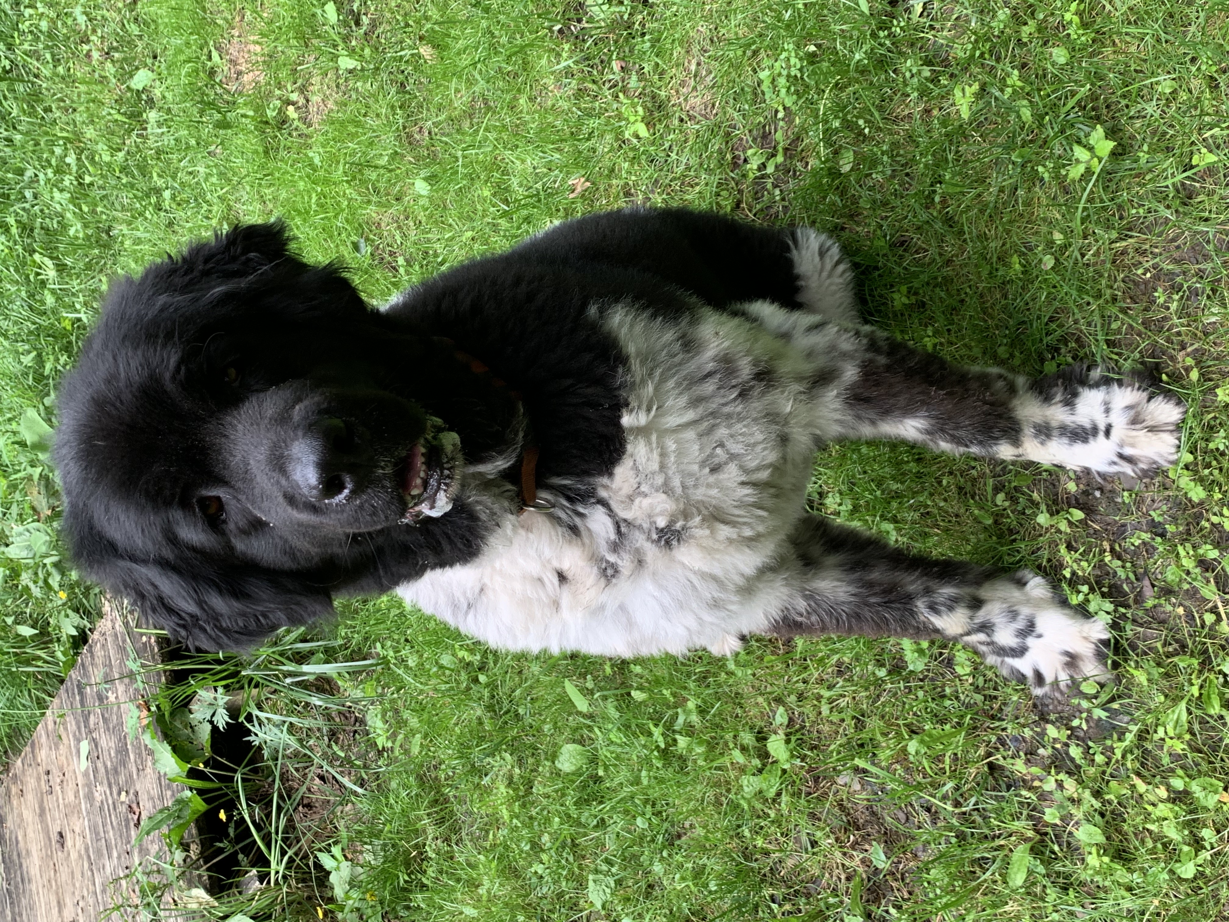 A black and white new foundland dog
