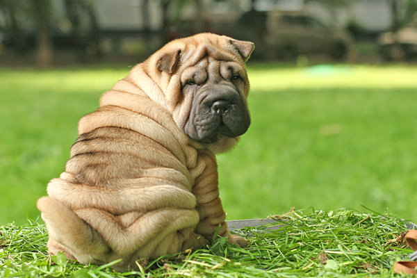 Shar Pei Puppy