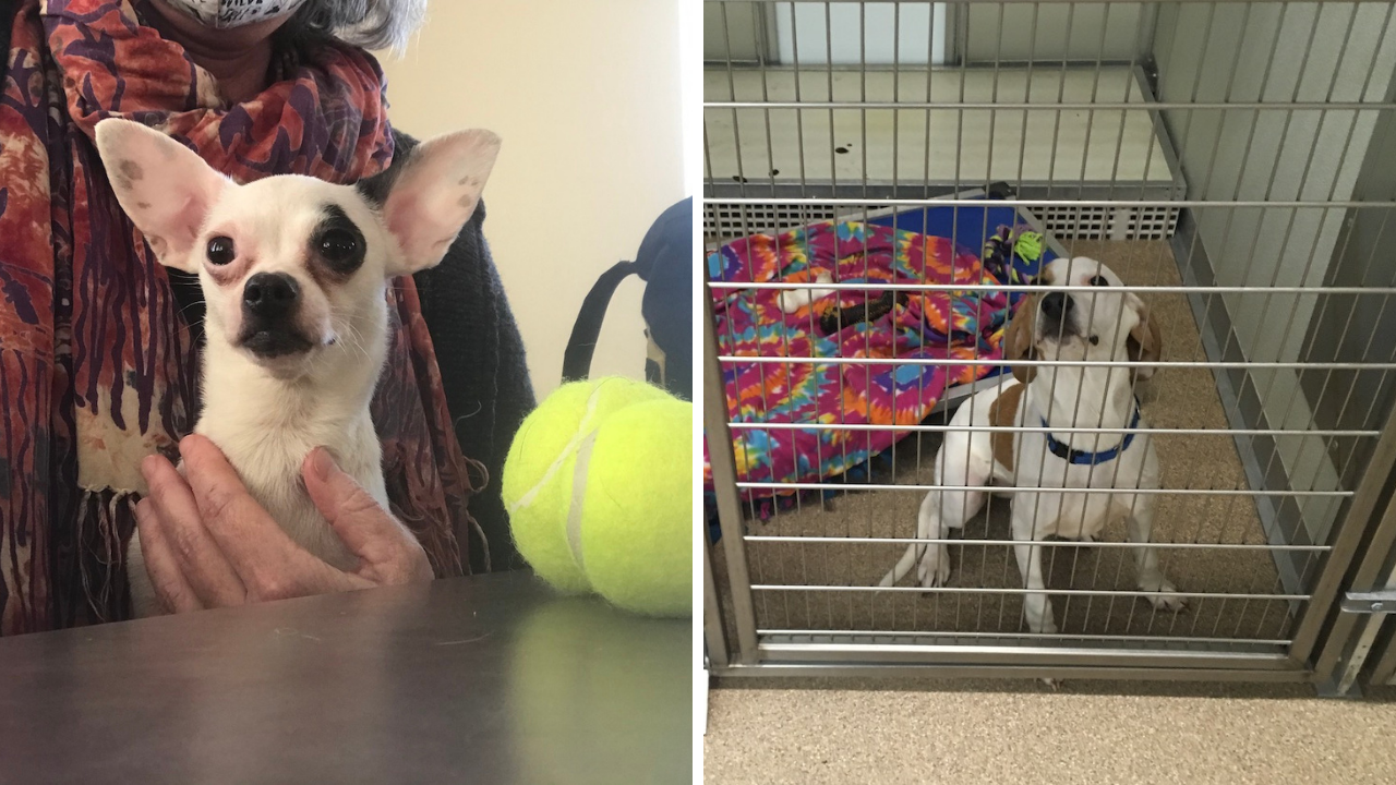 Two photos, each of a dog adopted from the SCAS