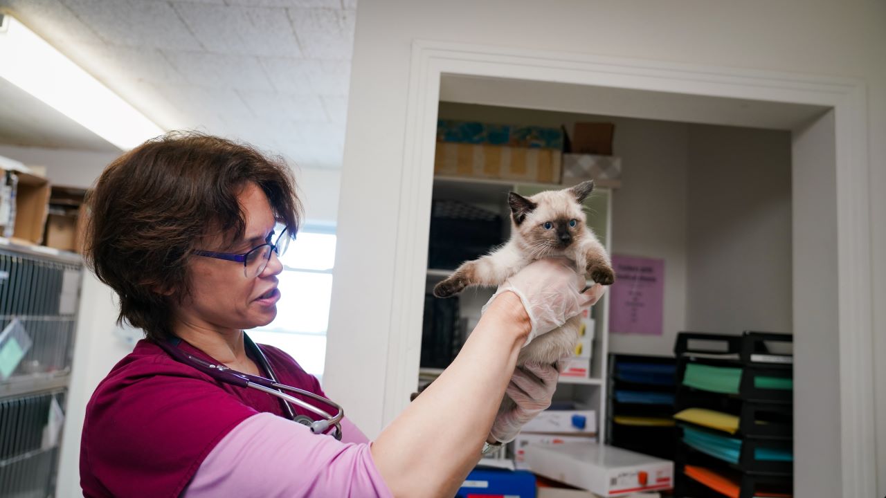 veterinarian holding a cat