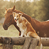 Happy horse and dog together in a field.