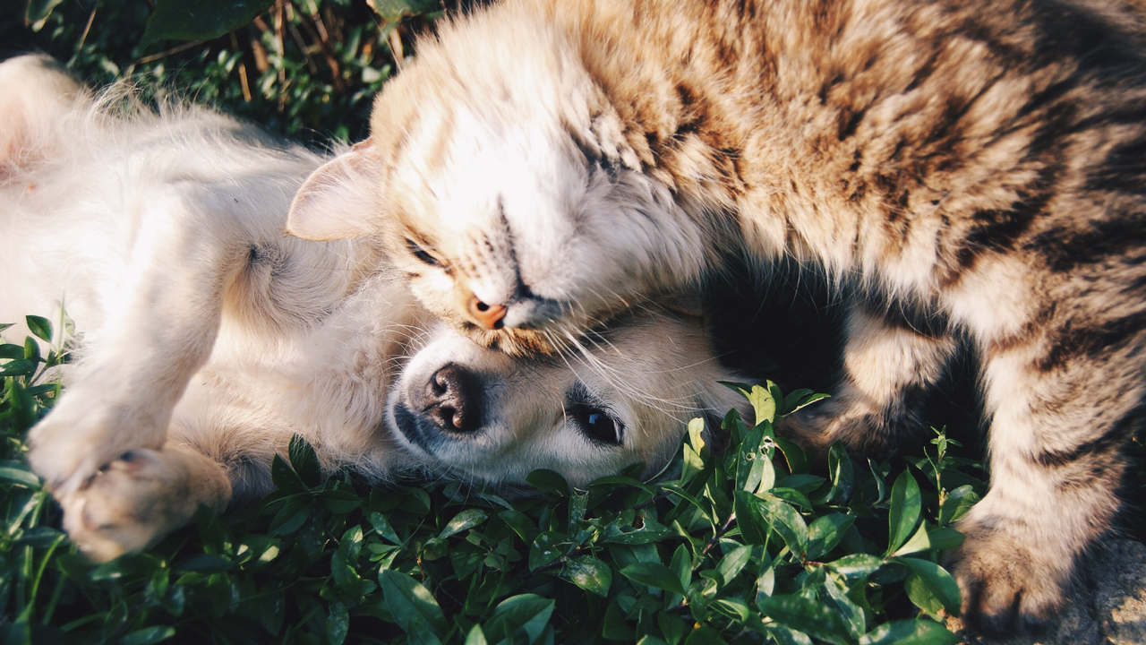 A cat and dog cuddling in the grass