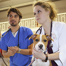 Two vets with spaniel 