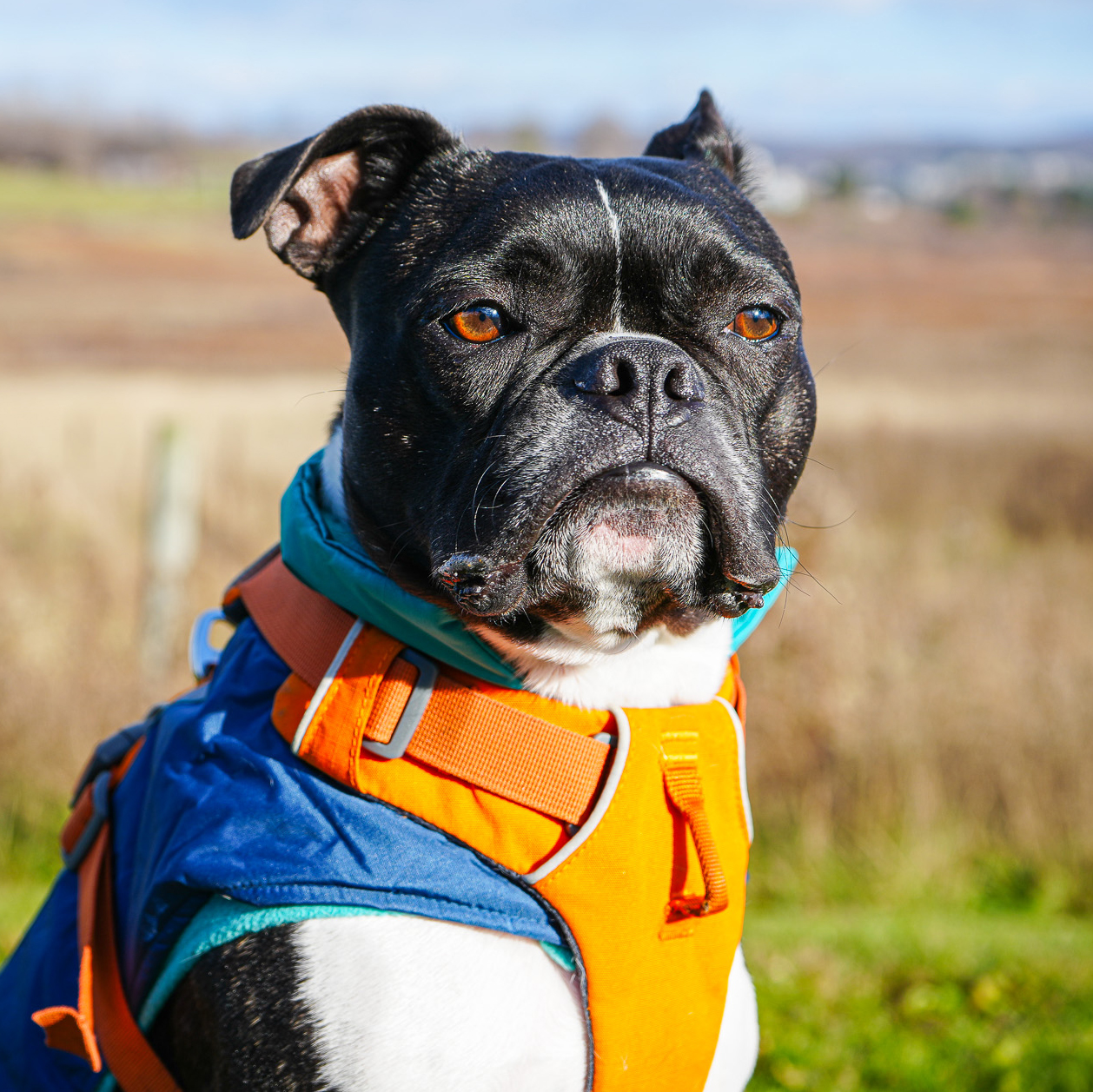 A 2-year old Boston Terrier named Lou.