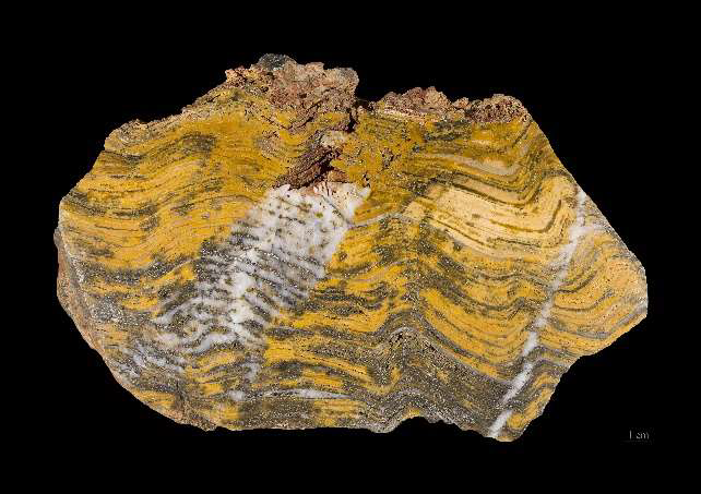 Stromatolite Fossil