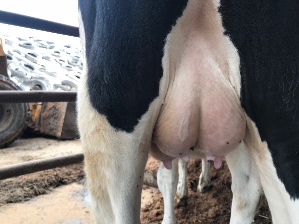  Enlarged Udder of S. papillosus infected calf