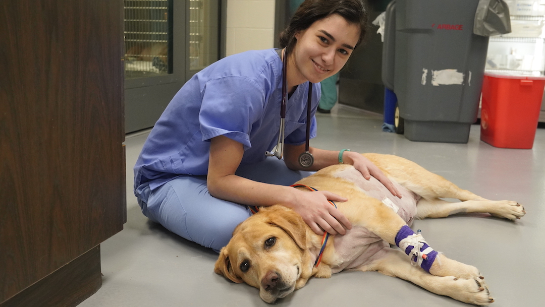 A student crouches over a reclining Labrador retriever at Cornell