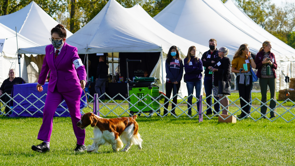 Veterinary students stand to the side to watch an exhibitor at the dog show