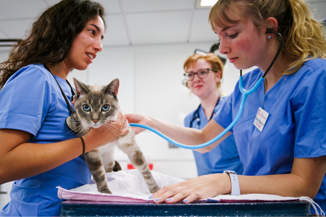 Students examining a cat