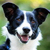 Happy border collie
