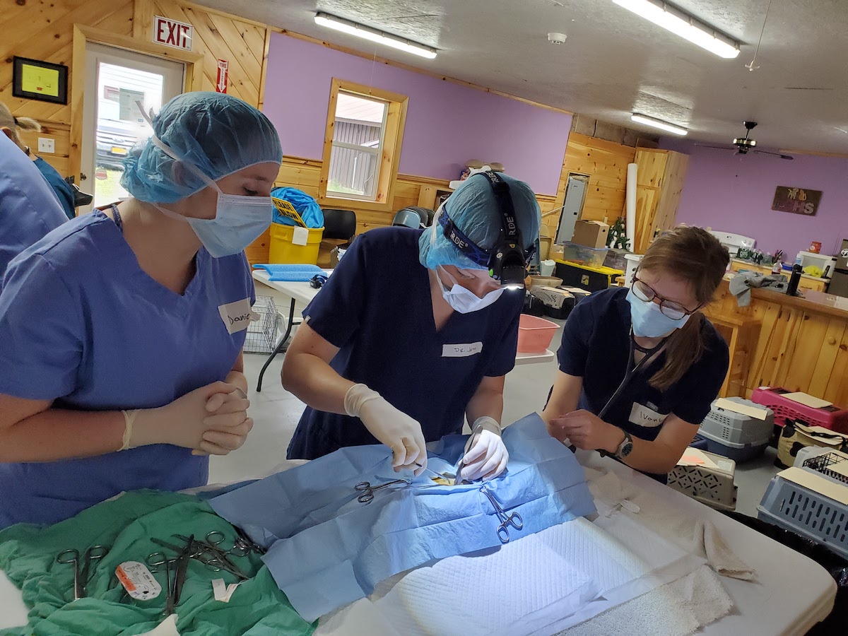 Three veterinarians performing a spay or neuter at the Lewis County SPCA