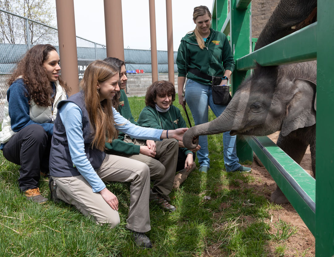 Students and veterinarians greet a baby elephant through a fence at the Rosamond Gifford Zoo