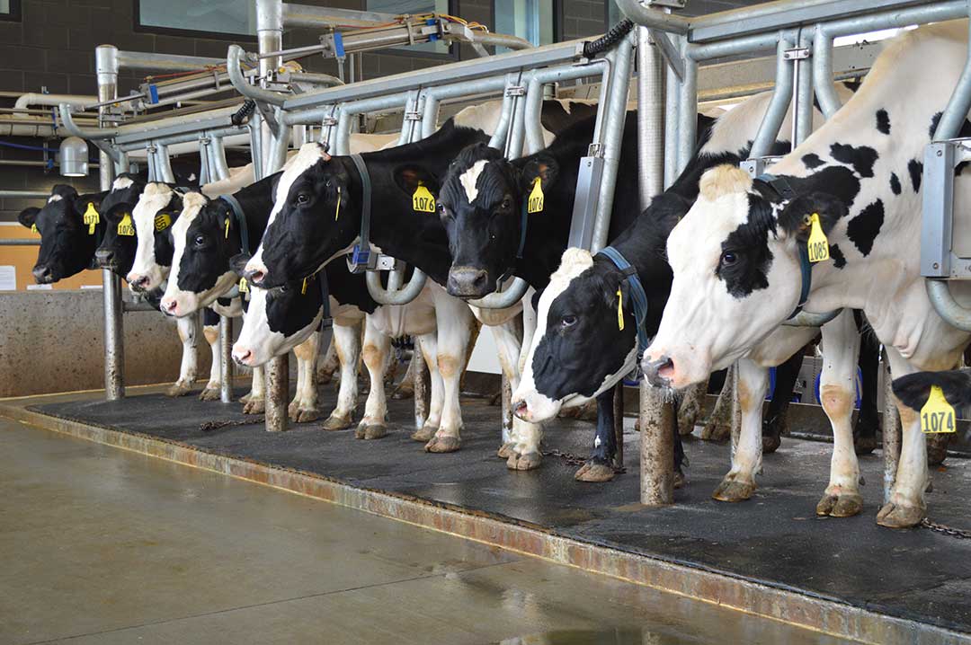 Researchers weigh the tradeoffs of antimicrobial policies in dairy ...