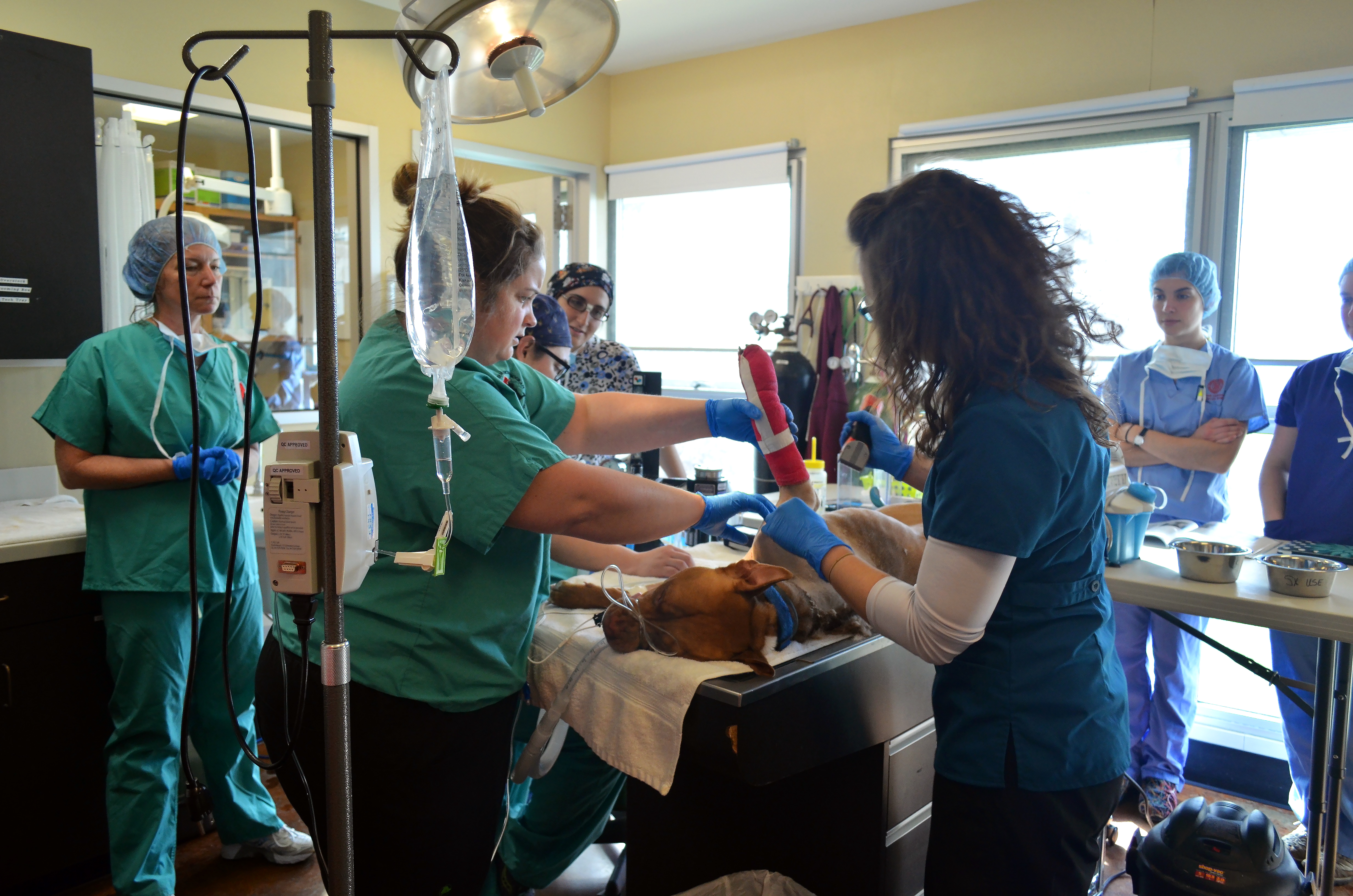 The shelter medicine group at the Tompkins County SPCA