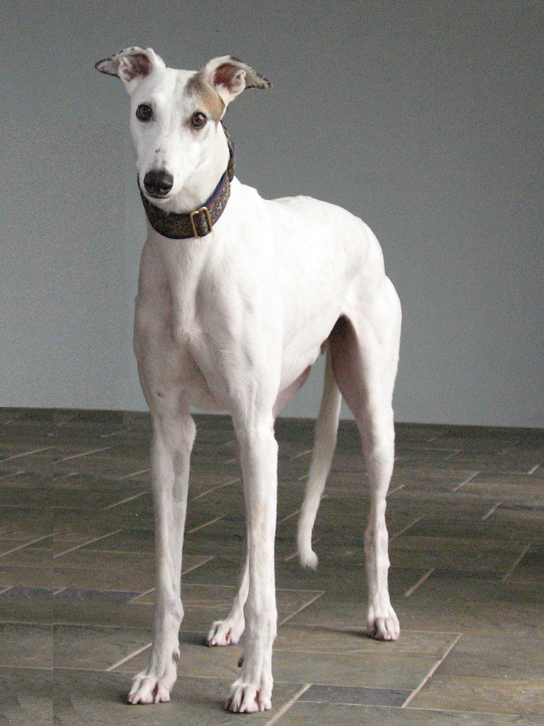 Takoda, a greyhound, standing
