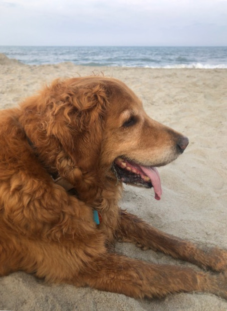 A dog on a beach