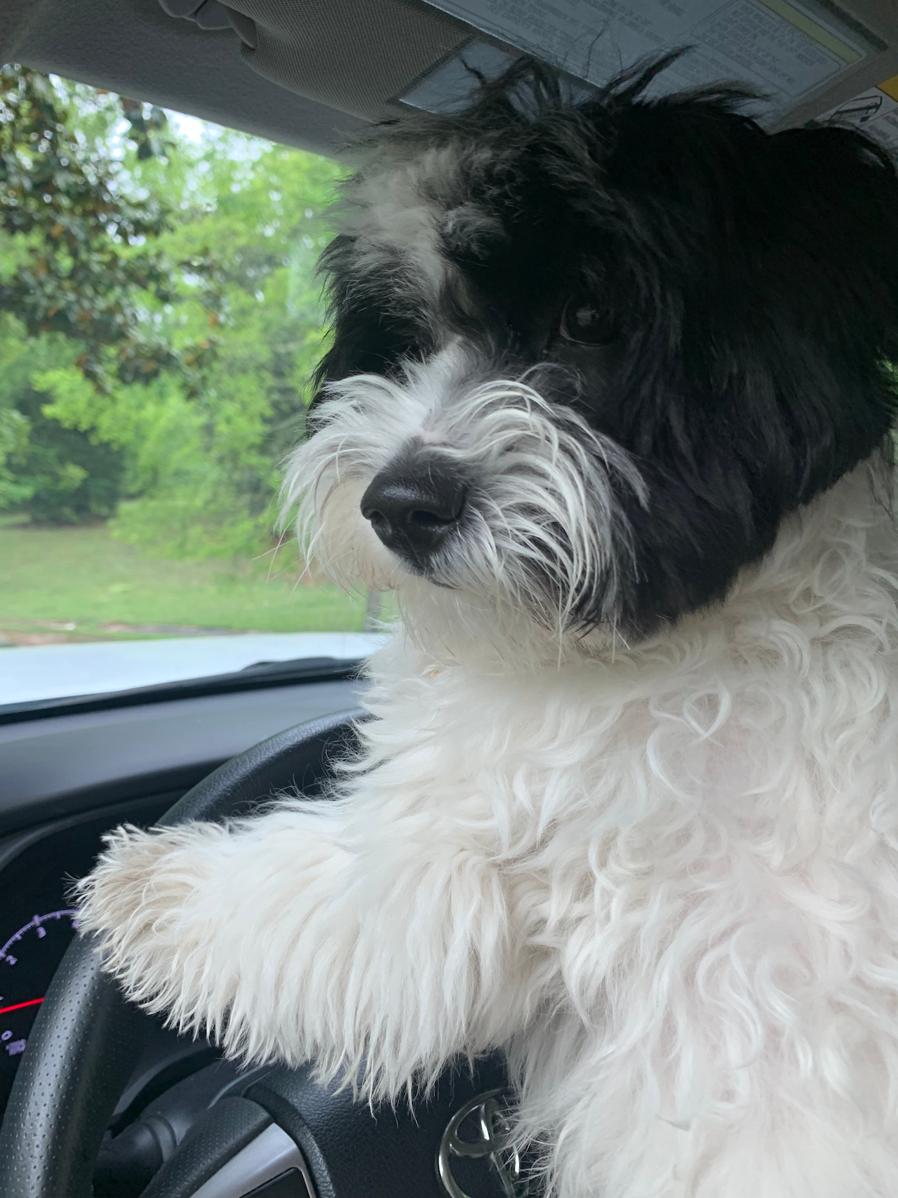 A white and black puppy posing inside a car, leaning against a steering wheel