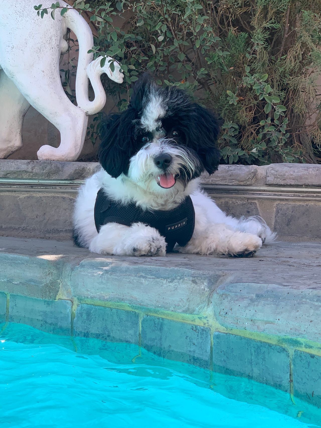 A white and black puppy lounging on a patio