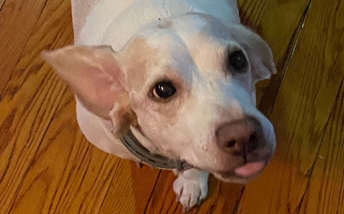 A beagle looks up at the camera with its tongue out