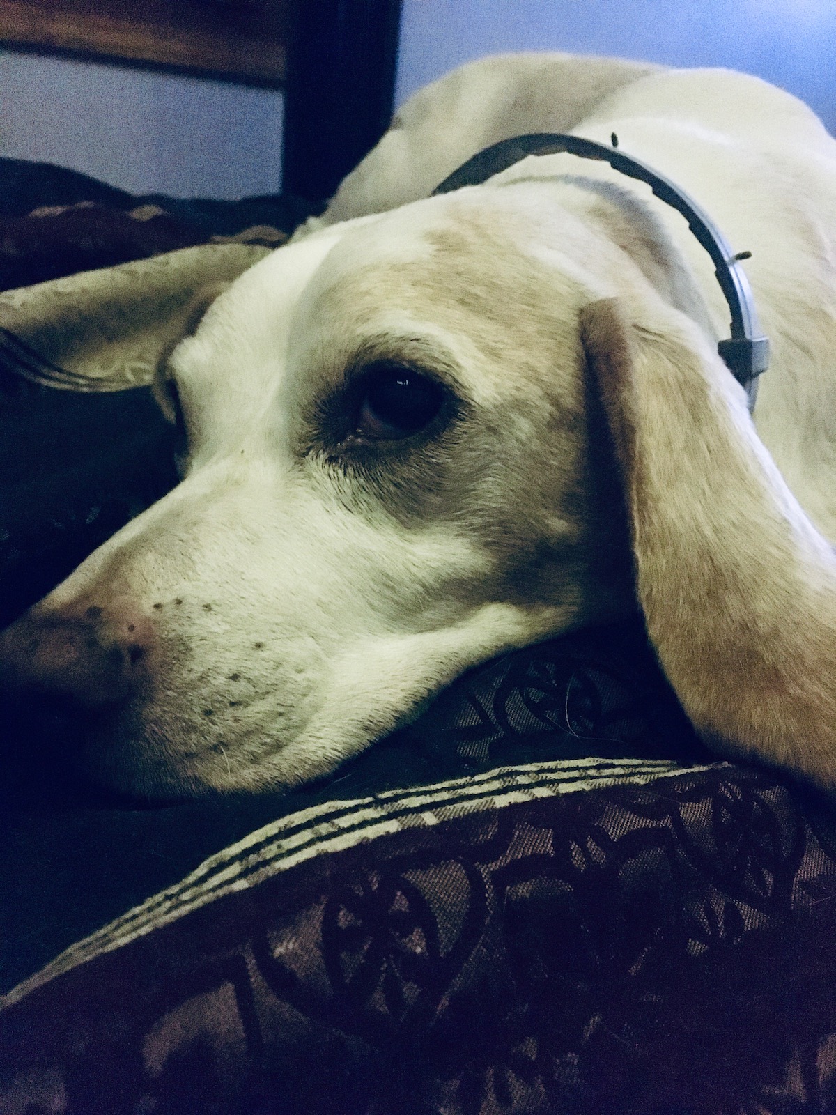 A close up shot of a beagle's face, resting on a couch