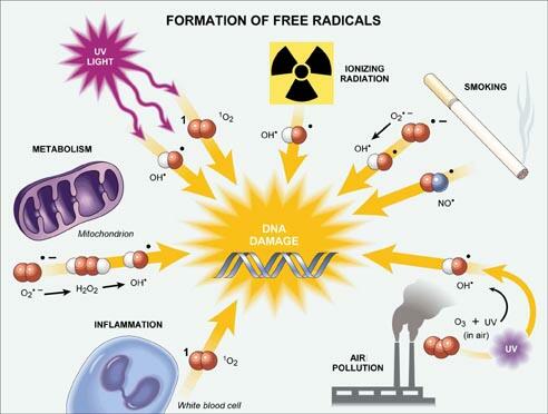 free radicals