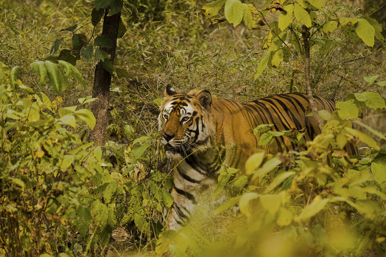 Bengal tiger walking through the jungle
