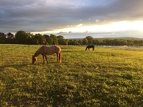 Horses in pasture