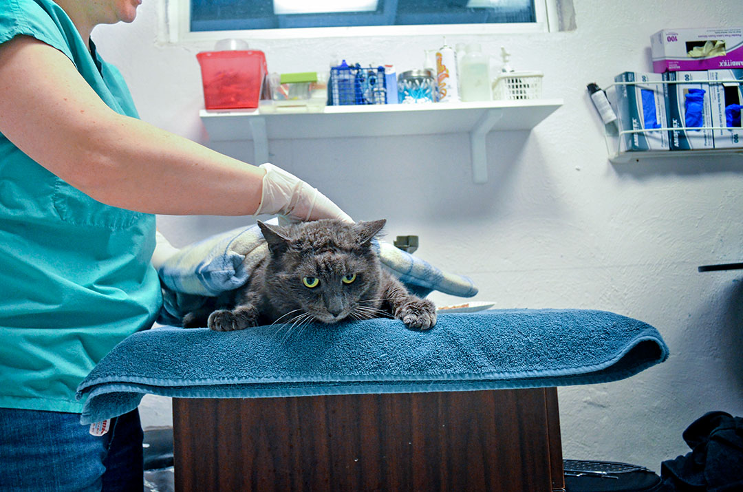 A cat undergoing an examination at the SPCA