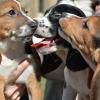 First Puppies Born by In Vitro Fertilization