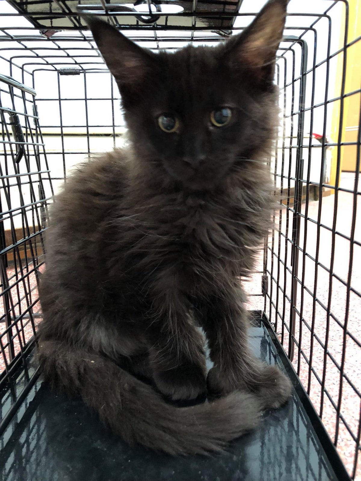 A black medium-haired kitten waits in a carrier for its spay-neuter procedure
