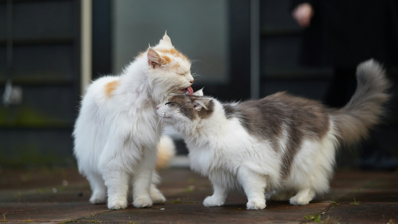 Two cats grooming each other on a porch