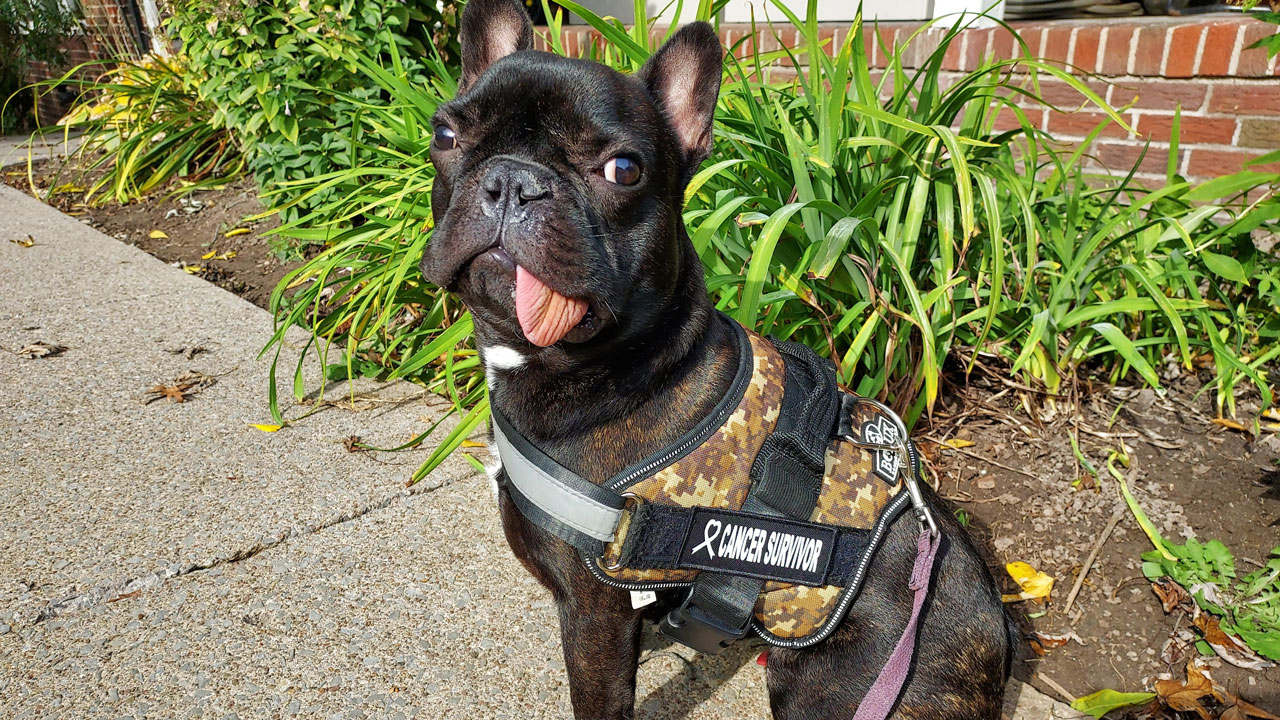 Tyson the French bulldog in a cancer survivor vest