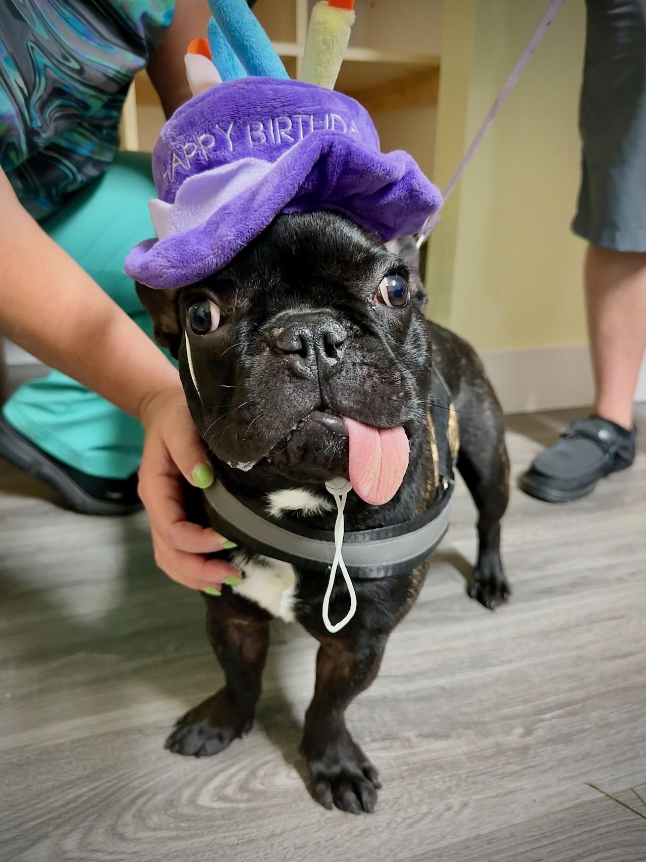 A French bulldog in a birthday hat with his tongue hanging out