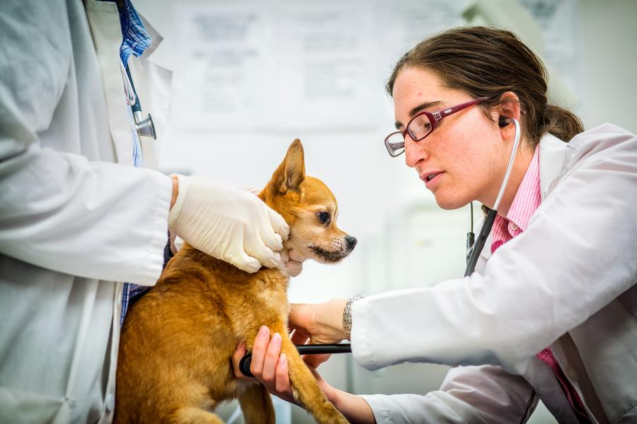 Internal Medicine | Cornell University College of Veterinary Medicine
