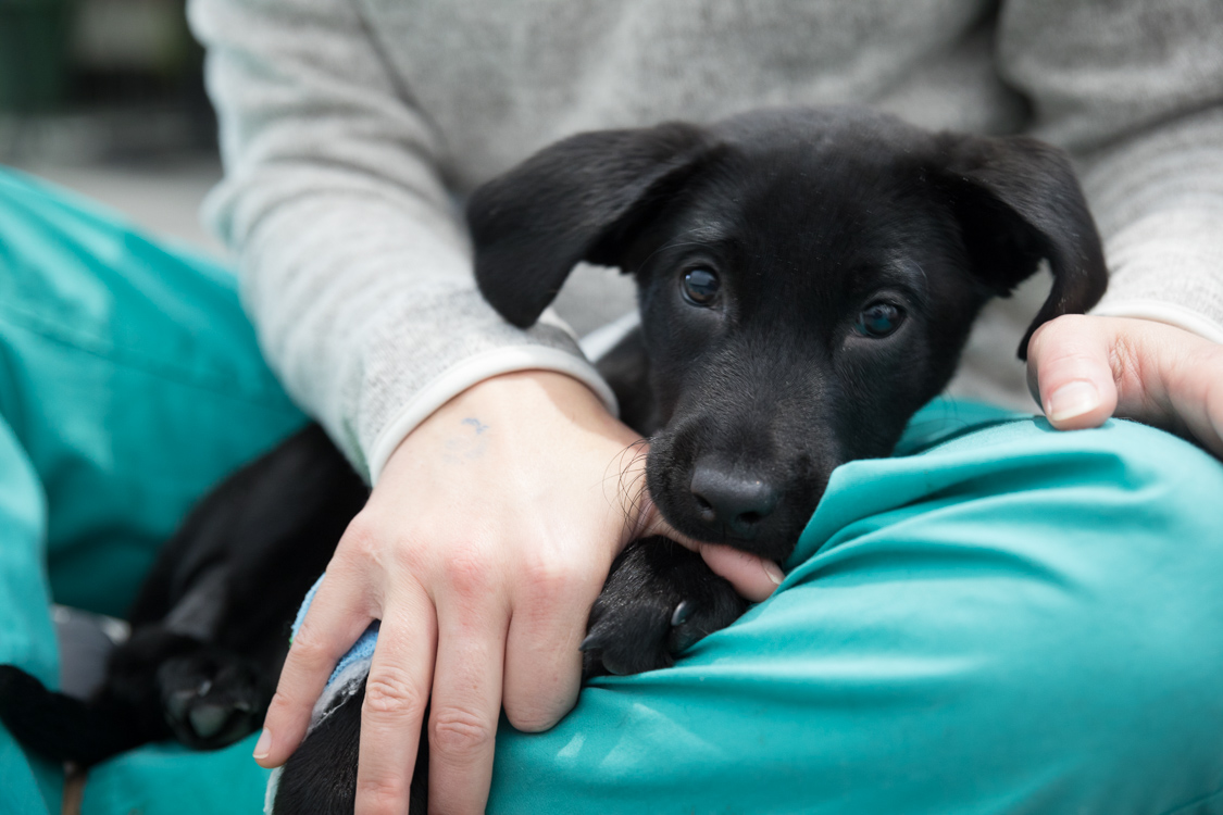 Jim the puppy, post-operation