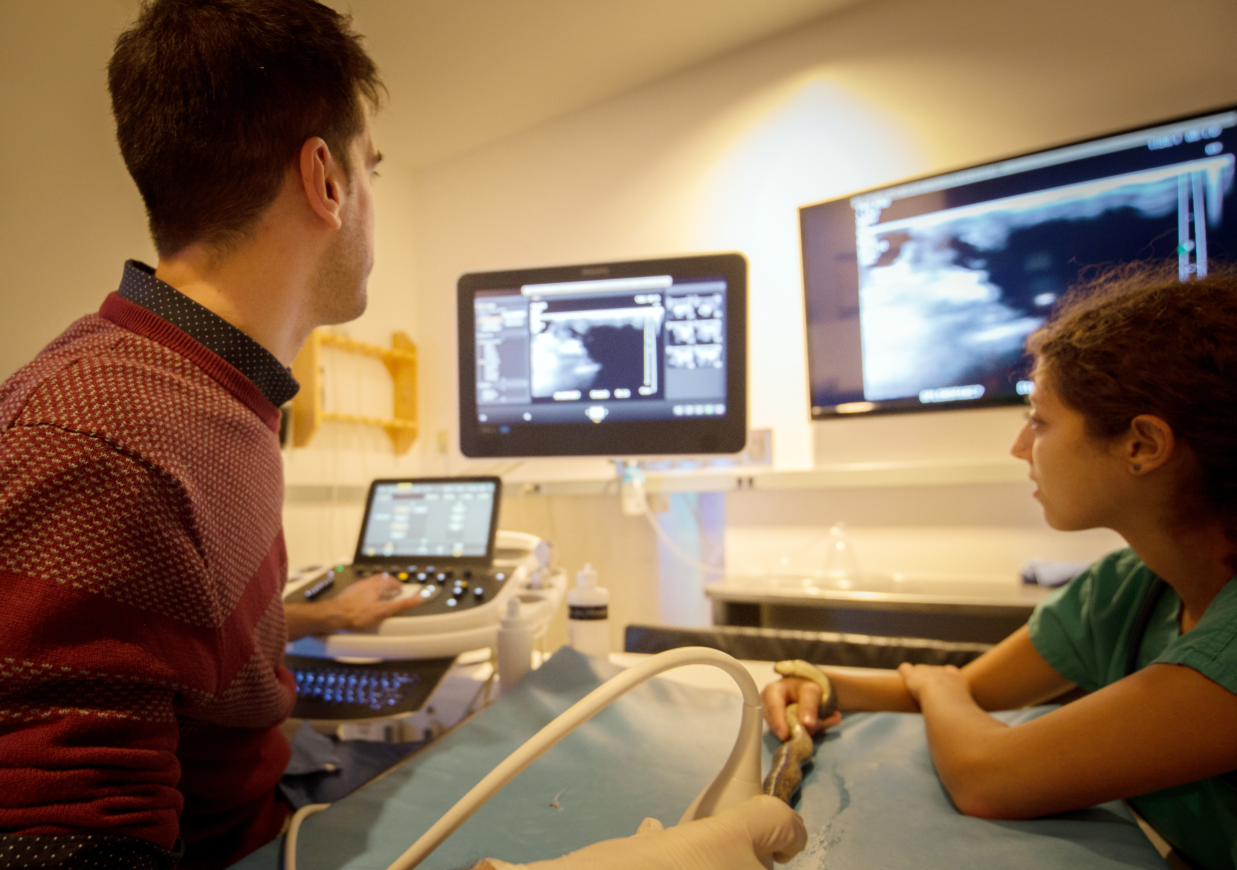 Decorative image showing an ultrasound study being performed