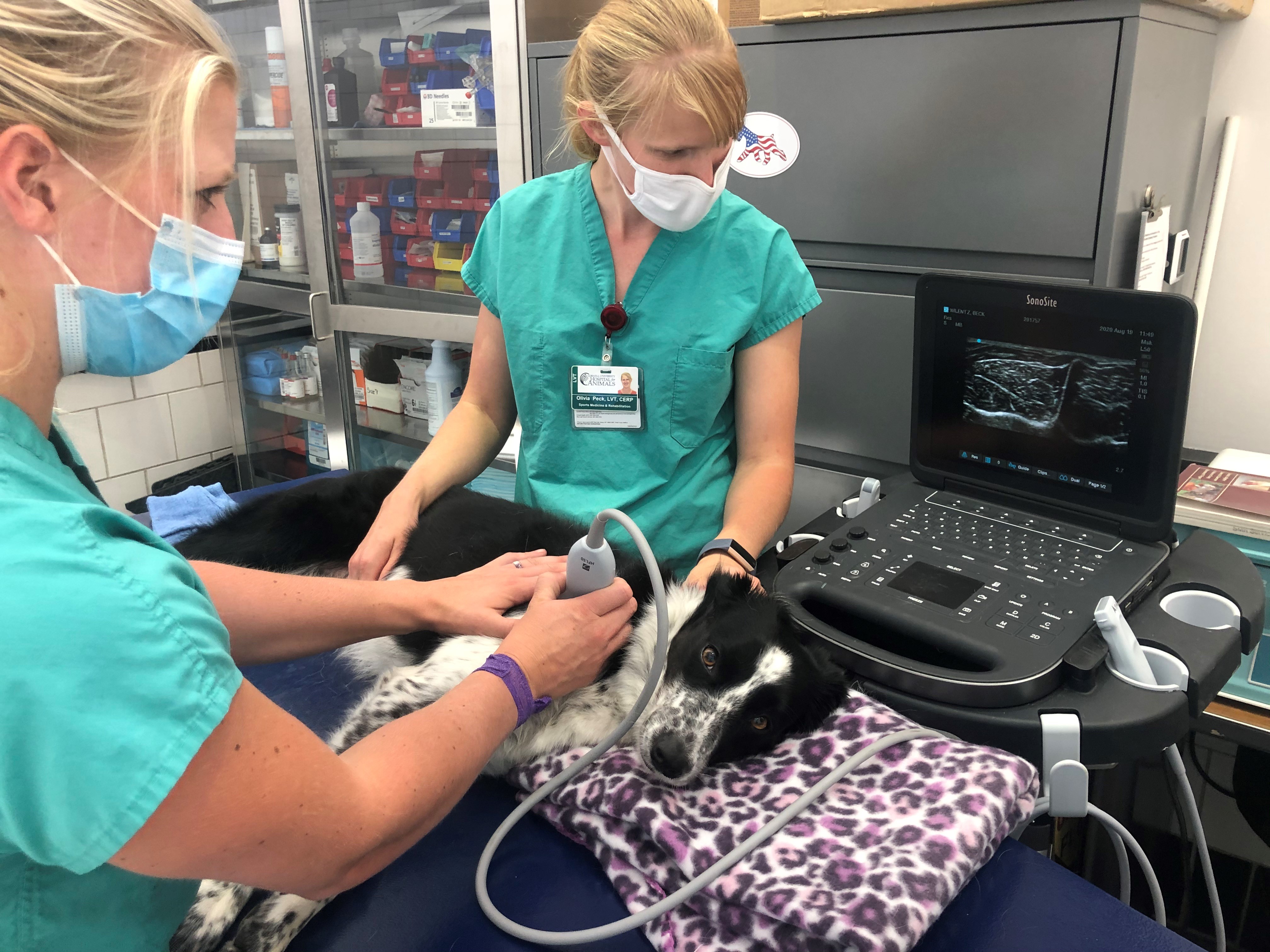 A veterinarian and technician perform an ultrasound of a dogs shoulder.