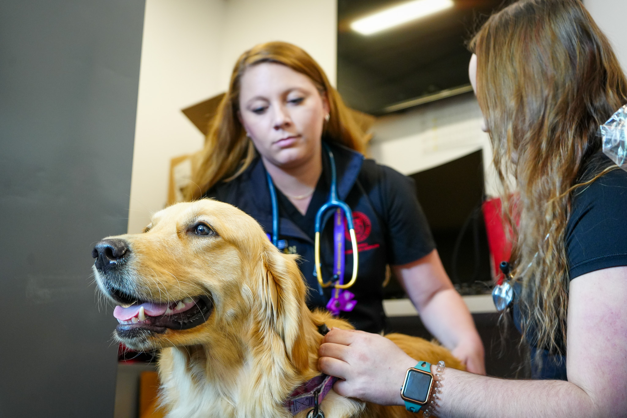 Two female vets examine a golden retriever