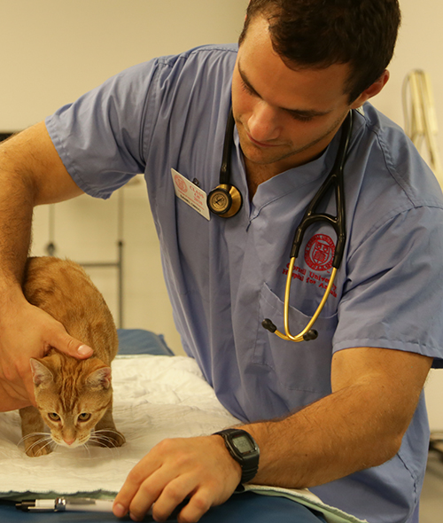 Vet Cat