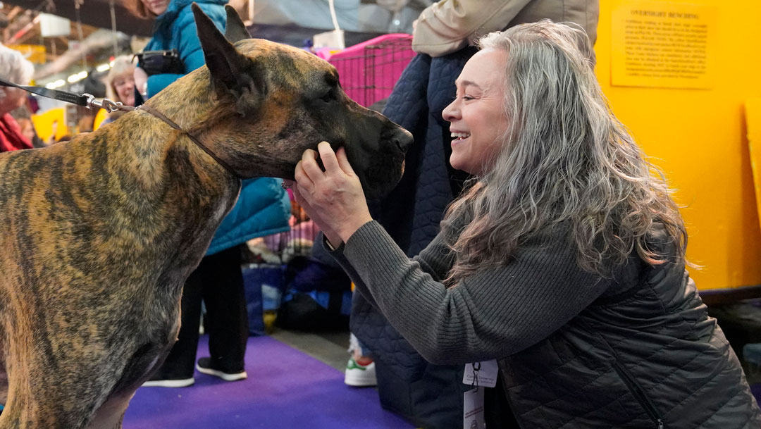 A clinician says hello to a Great Dane